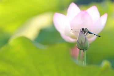 小暑荷韻