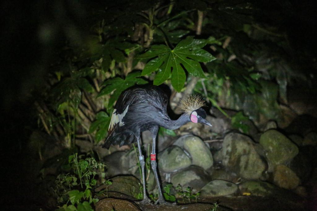 新華全媒+丨上海：夜訪動物世界