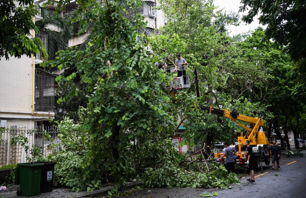 臺(tái)風(fēng)過后清理忙