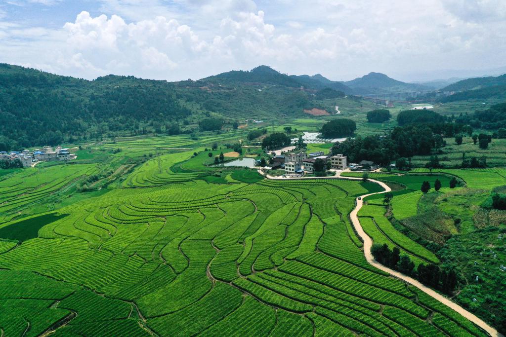 貴州岑鞏：雜交水稻制種迎來(lái)管護(hù)關(guān)鍵期