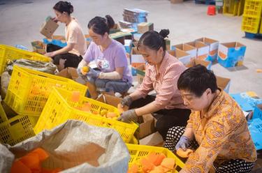 高質量發(fā)展調研行丨湖北秭歸：夏橙進入銷售高峰