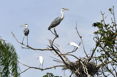 山東成武：城區(qū)濕地野生鳥(niǎo)類(lèi)棲息