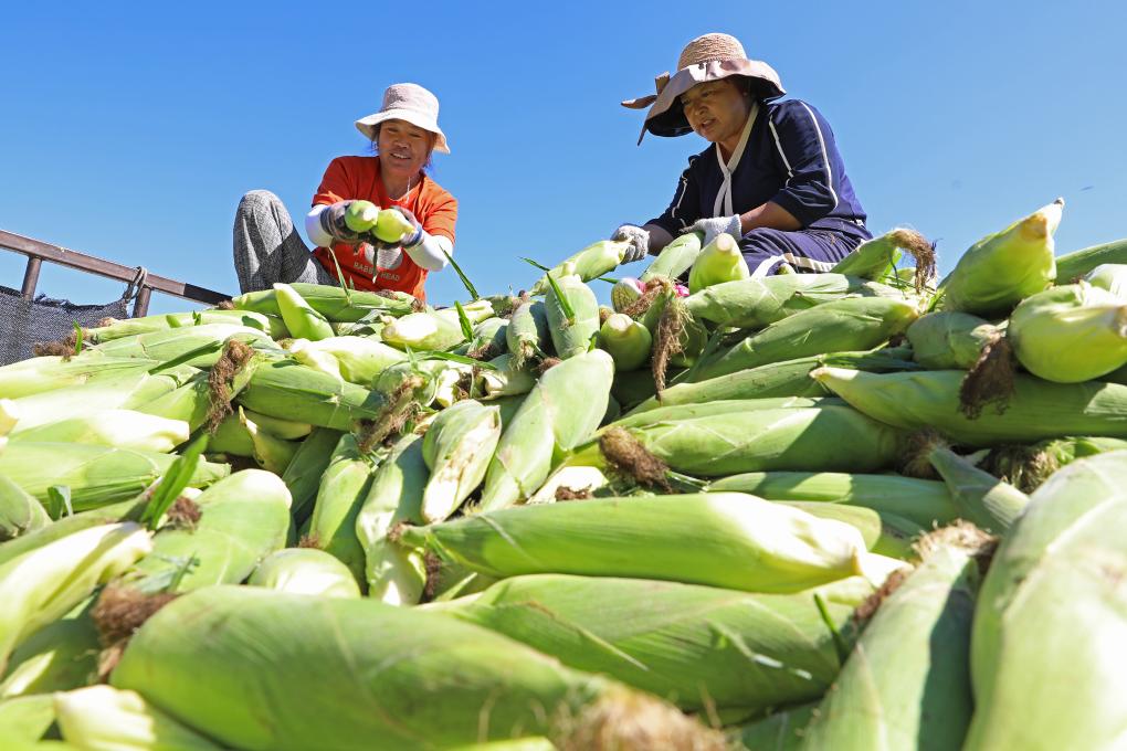 河北萬全：鮮食玉米成熟上市