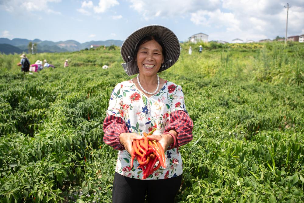 重慶石柱：辣椒產(chǎn)業(yè)讓村民日子更紅火