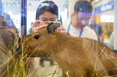 第25屆亞洲寵物展在滬開(kāi)幕