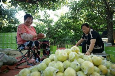 河北青縣：特色鮮果采摘忙