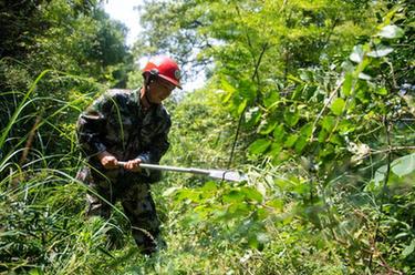 新華全媒+丨湖南瀏陽：林長制護(hù)航古樹長青