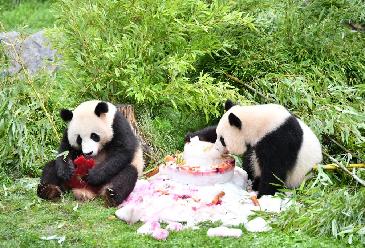 在德國(guó)出生大熊貓雙胞胎迎來(lái)4歲生日