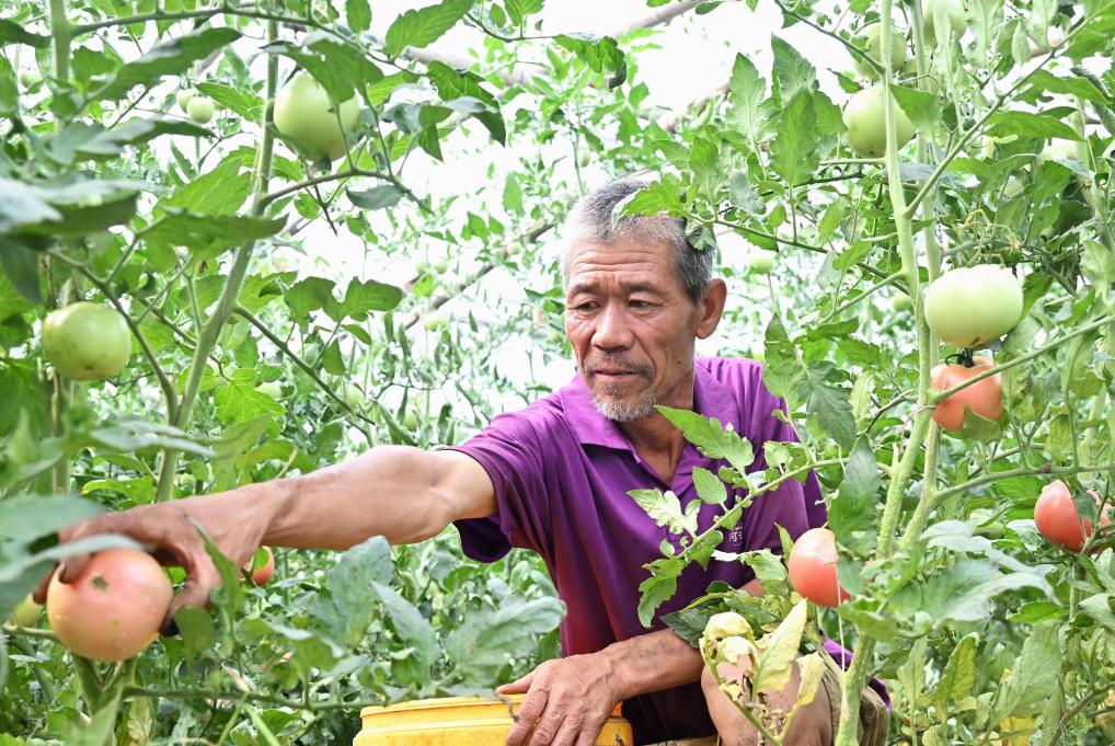 河北灤州：蔬菜種植促農(nóng)增收