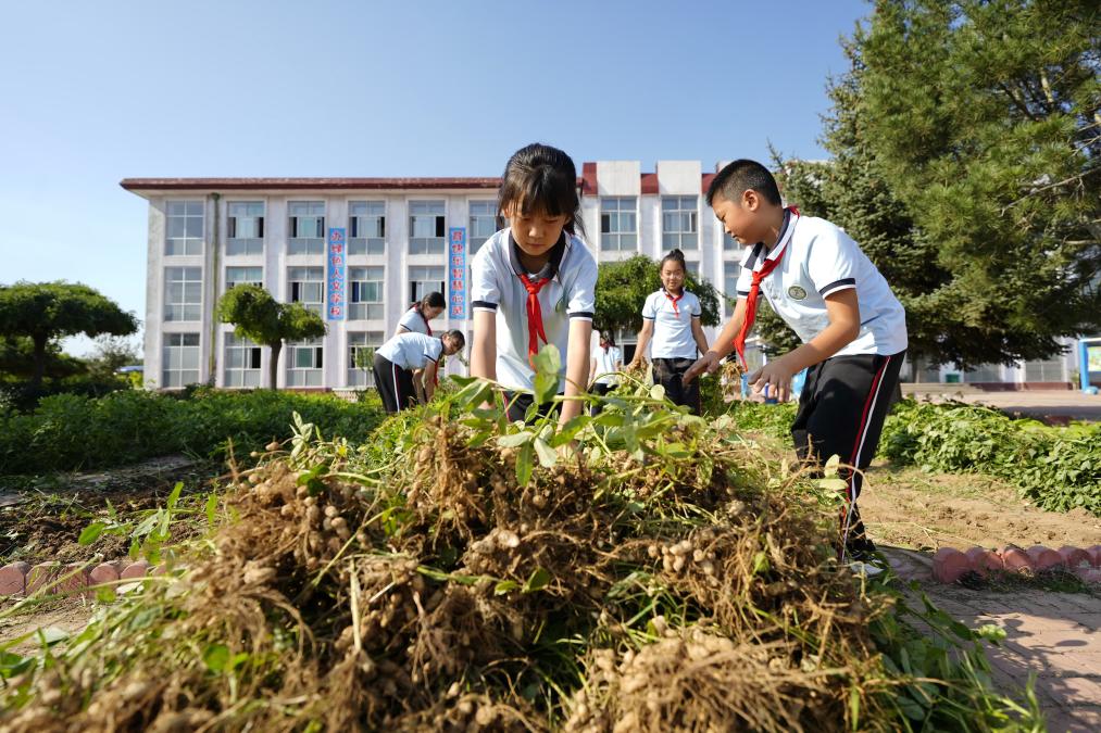 河北樂亭：“校園農(nóng)場”助力勞動教育提質(zhì)增效