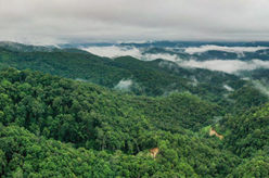 “普洱景邁山古茶林文化景觀(guān)”申遺成功