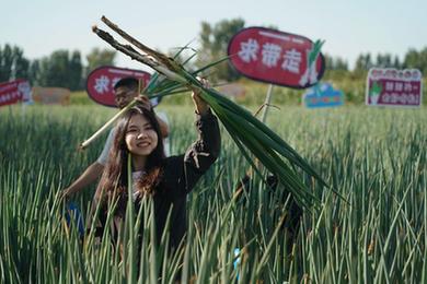 北京平谷：大蔥嘗鮮季開幕