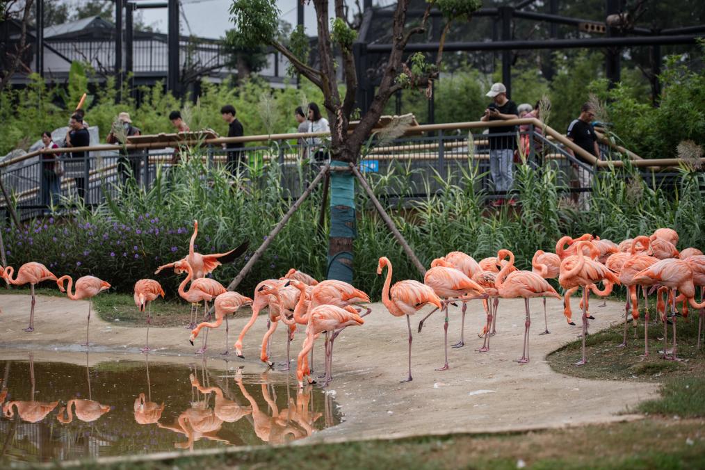 武漢動物園正式開園