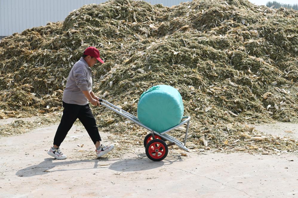 河南沁陽(yáng)：秸稈變飼料 環(huán)保又增收