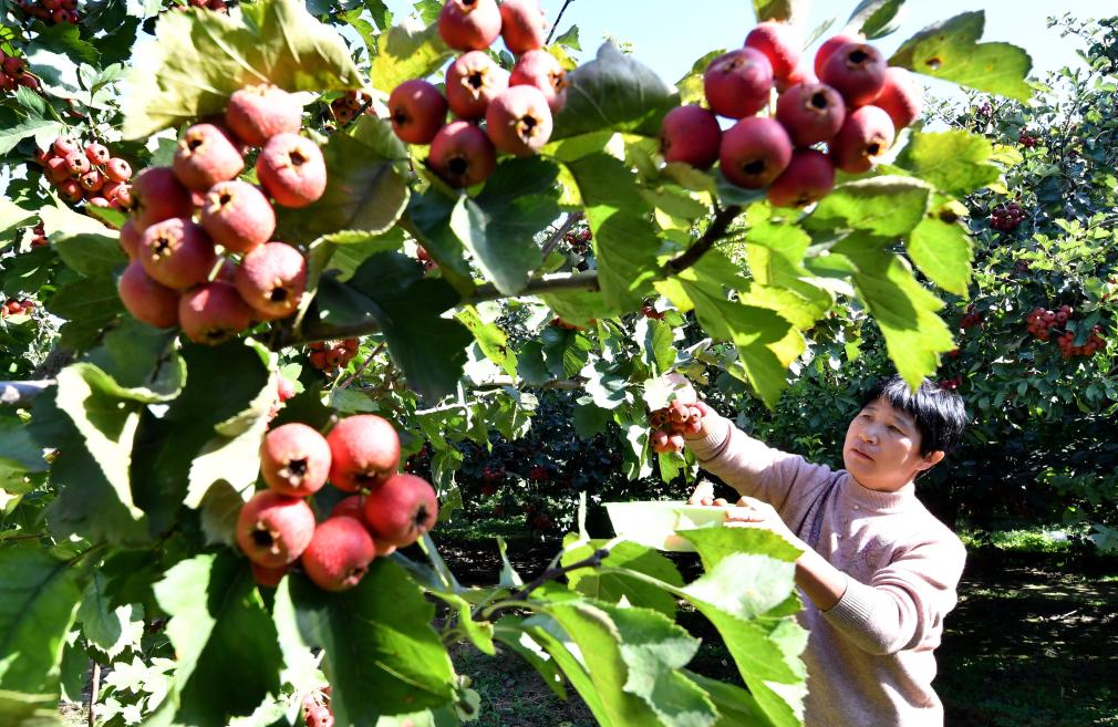 河北晉州：小山楂映紅豐收路