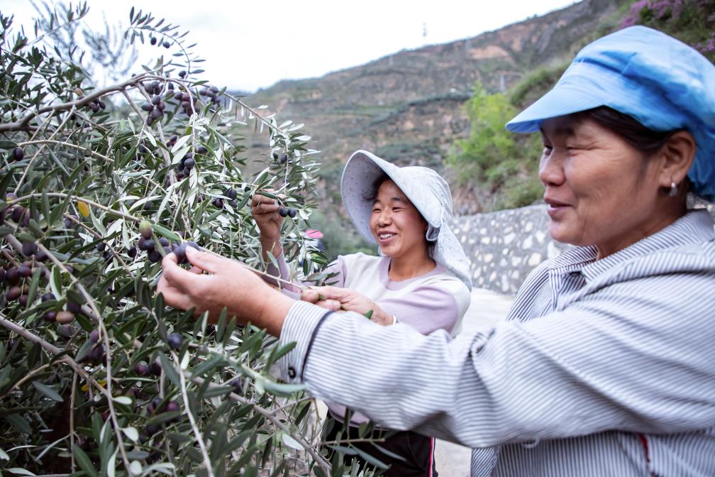 鄉(xiāng)村行·看振興丨油橄欖長(zhǎng)成鄉(xiāng)村振興“搖錢樹(shù)”