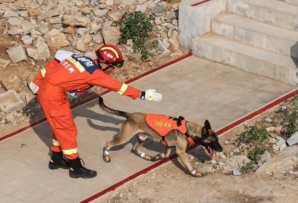 第七屆全國消防搜救犬技術(shù)比武競賽在濟南舉行