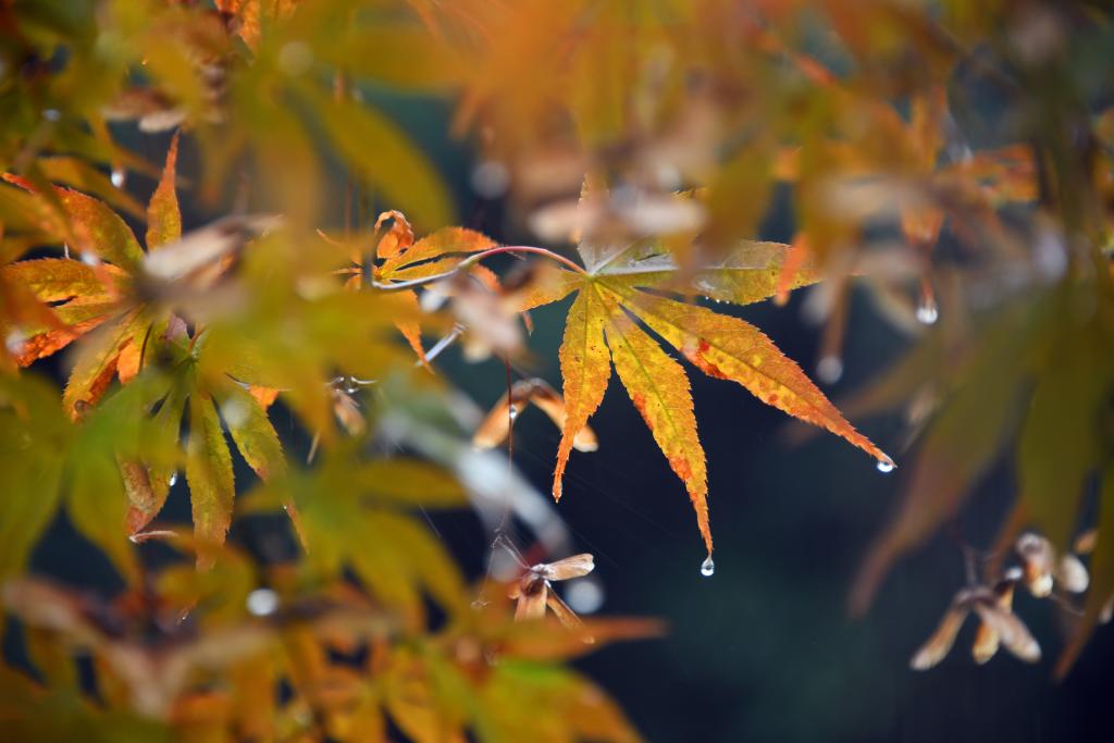 詩意中國丨丹楓萬葉碧云邊，黃花千點(diǎn)幽巖下