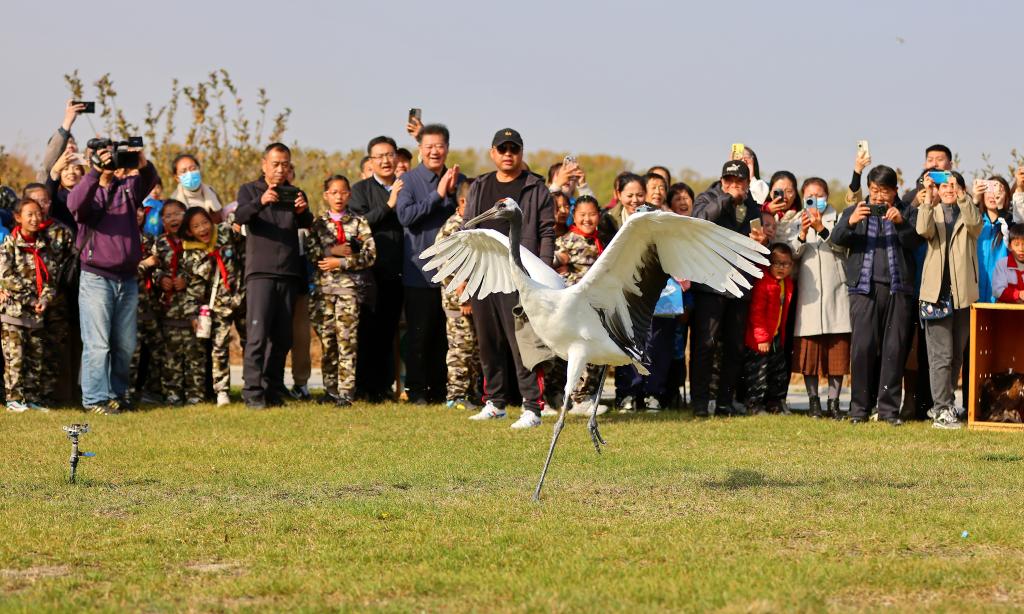 河北秦皇島：國家保護(hù)鳥類放歸自然