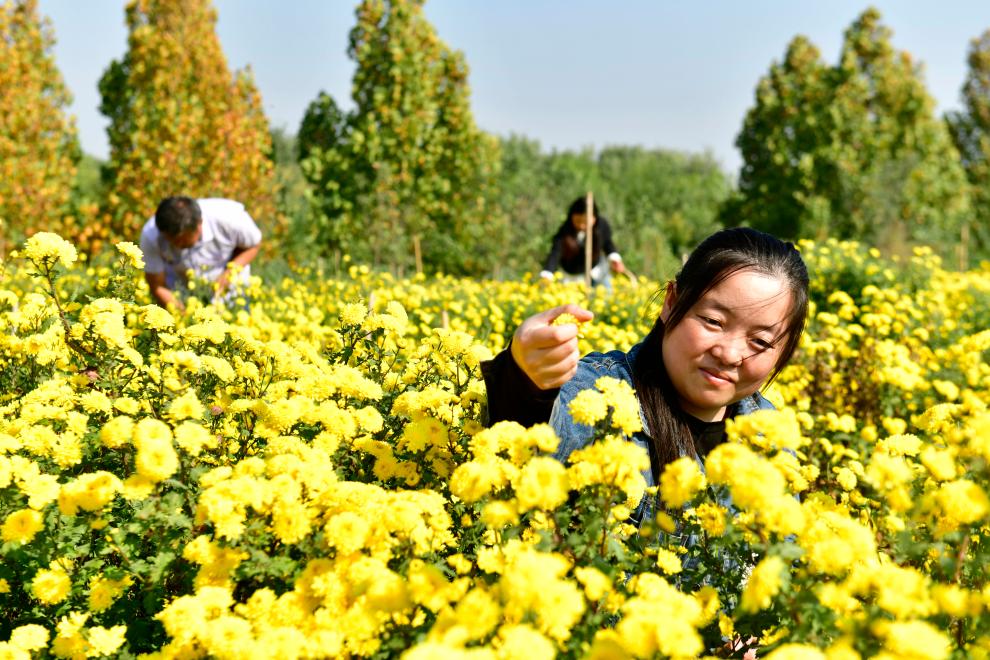 山東嘉祥：有機(jī)菊花助增收