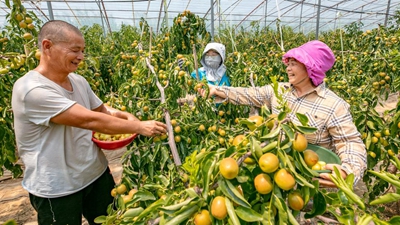 陜西大荔：科技助力農(nóng)業(yè)豐產(chǎn) 黃河岸畔冬棗飄香