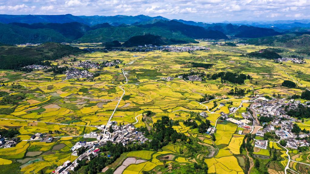 豐收的田野